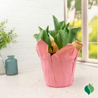 Image showing  6 in. Potted Sprouted Tulip Carola Bulb