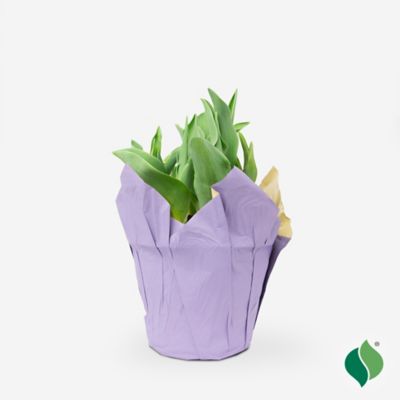 DeGroot 6 in. Sprouted Bulb Pot - Tulip Purple Rain
