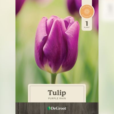 DeGroot 6 in. Potted Sprouted Tulip Purple Rain Bulb