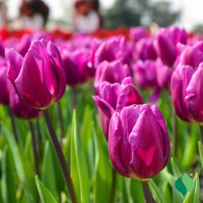 Image showing  6 in. Potted Sprouted Tulip Purple Rain Bulb