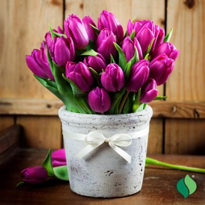 Image showing  6 in. Potted Sprouted Tulip Purple Rain Bulb