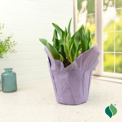 Image showing  6 in. Potted Sprouted Tulip Purple Rain Bulb