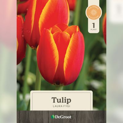 DeGroot 6 in. Potted Sprouted Tulip Laura Fygi Bulb