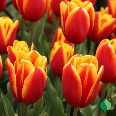 Image showing  6 in. Potted Sprouted Tulip Laura Fygi Bulb
