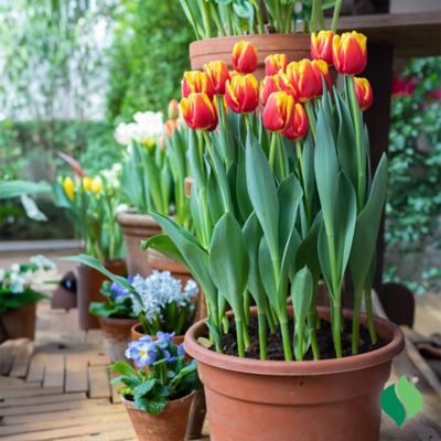 Image showing  6 in. Potted Sprouted Tulip Laura Fygi Bulb