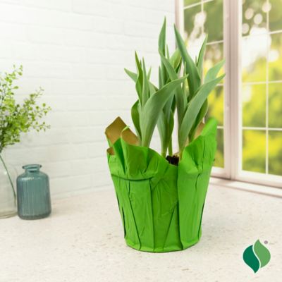 Image showing  6 in. Potted Sprouted Tulip Laura Fygi Bulb