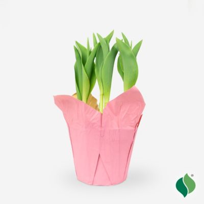 DeGroot 6 in. Sprouted Bulb Pot - Tulip First Class