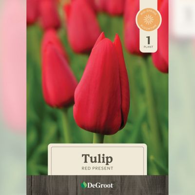 DeGroot 6 in. Sprouted Bulb Pot - Tulip First Class