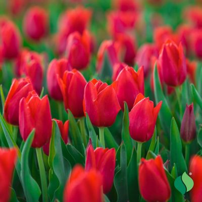 Image showing  6 in. Potted Sprouted Tulip Red Present