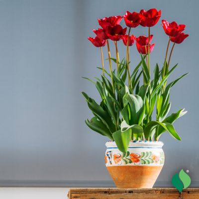 Image showing  6 in. Potted Sprouted Tulip Red Present