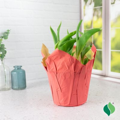 Image showing  6 in. Potted Sprouted Tulip Red Present