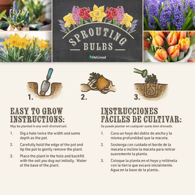 Image showing  6 in. Potted Sprouted Tulip Red Present