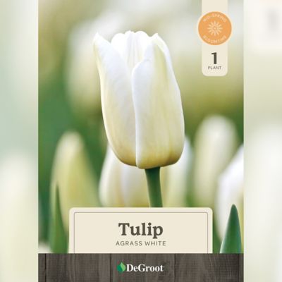 DeGroot 6 in. Potted Sprouted Tulip Agrass White Bulb