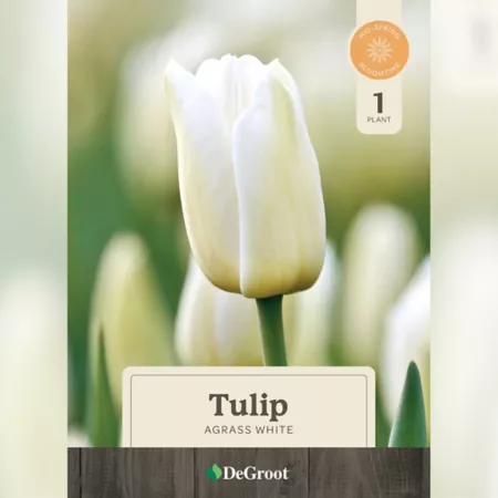 DeGroot White Sprouted Tulip Herb Bulb in 6" Pot Perennials