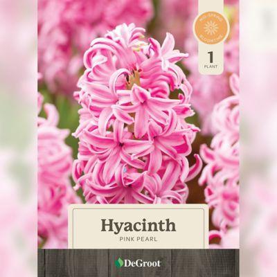 DeGroot 6 in. Potted Sprouted Hyacinth Pink Pearl Bulb