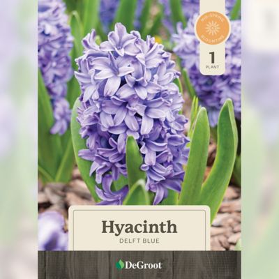 DeGroot 6 in. Sprouted Bulb Pot - Hyacinth Delft Blue