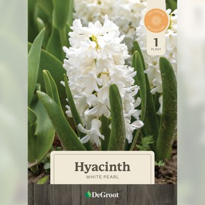 DeGroot 6 in. Potted Sprouted Hyacinth White Pearl Bulb