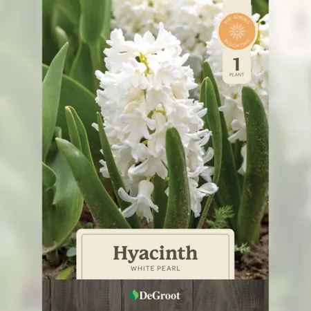 DeGroot Pearly White Bulb in 6" Sprouted Hyacinth Pot Perennials