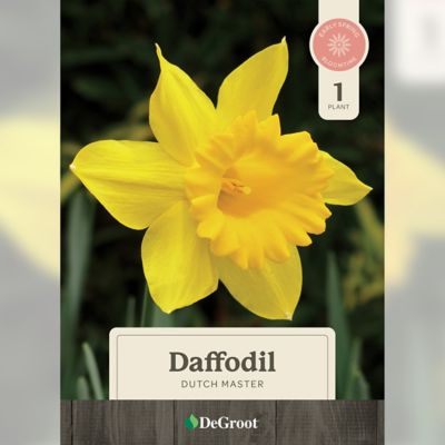 DeGroot 6 in. Potted Sprouted Daffodil Dutch Master Bulb