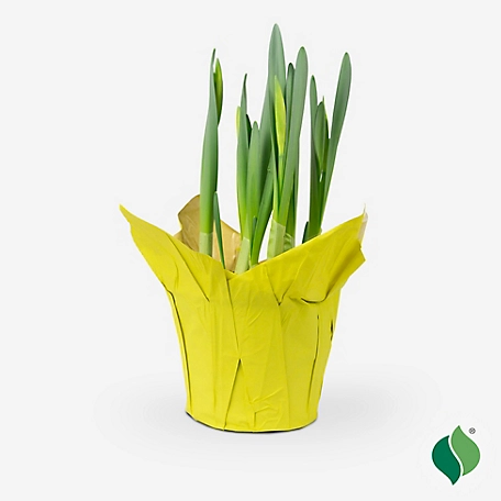 DeGroot 6 in. Sprouted Bulb Pot - Daffodil Dutch Master