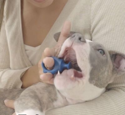 Image showing 7 th Paw Ready Dog Toothbrush Assistant, Bite Block for Small Dog or Cat, Blue