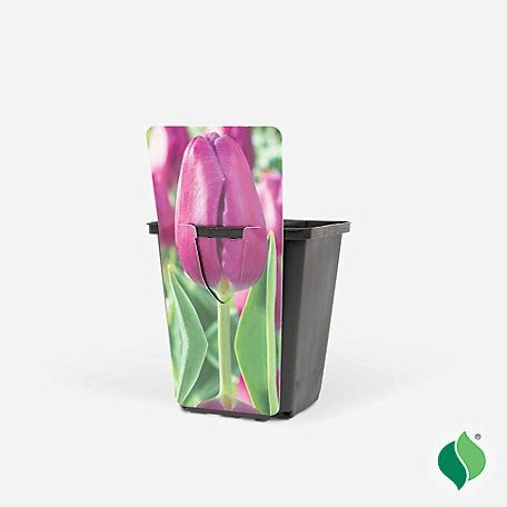 DeGroot 3.5 in. Sprouted Bulb Pot - Tulip Purple Lady
