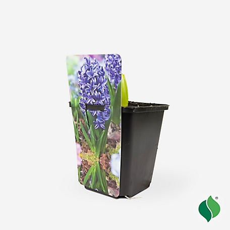 DeGroot 3.5 in. Sprouted Bulb Pot - Hyacinth Blue Star