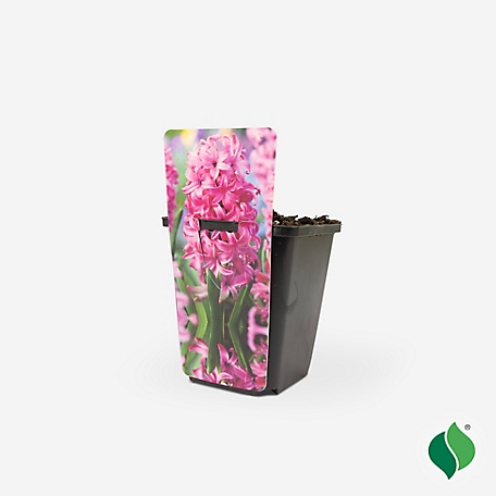 DeGroot 3.5 in. Sprouted Bulb Pot - Hyacinth Pink Pearl