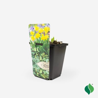 DeGroot 3.5 in. Sprouted Bulb Pot - Daffodil Tete A Tete