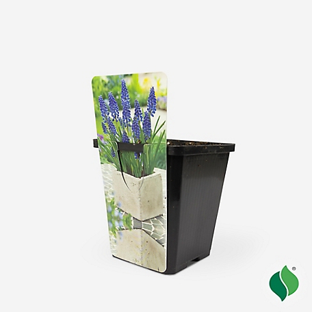 DeGroot 3.5 in. Sprouted Bulb Pot - Muscari Armeniacum