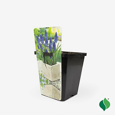 DeGroot 3.5 in. Sprouted Bulb Pot - Muscari Armeniacum