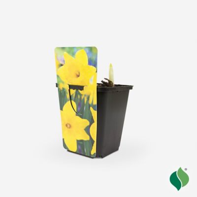 DeGroot 3.5 in. Sprouted Bulb Pot - Daffodil Yellow Trumpet