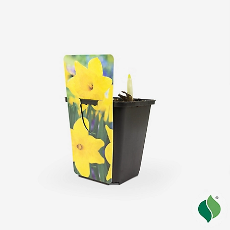 DeGroot 3.5 in. Sprouted Bulb Pot - Daffodil Yellow Trumpet