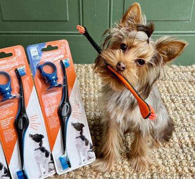 Image showing 9 th Paw Ready Dog Toothbrush by Paw Ready Brushmate for Dogs and Cats, Orange