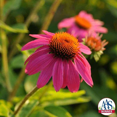 Echinacea PowWow Wild Berry, 1 gal.