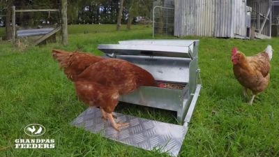 Image showing  40 lb. The Original and Genuine Automatic Chicken Feeder, Large