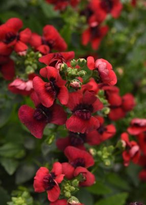 Image showing 8 in Nemesia