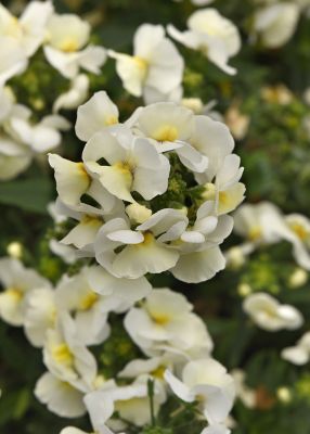 Image showing 8 in Nemesia