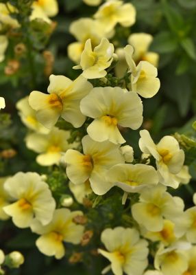 Image showing 8 in Nemesia