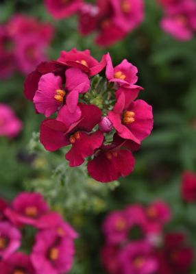 Image showing 8 in Nemesia