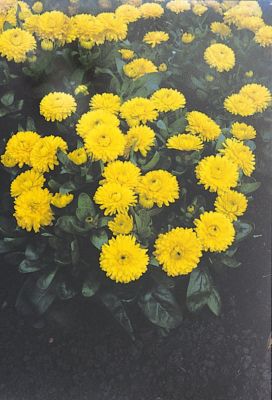 Image showing 10 in. Calendula Flowering Hanging Basket, Assorted Colors