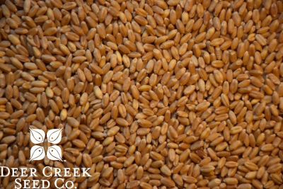 DLF Jerry Hard Red Winter Wheat
