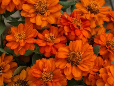 Image showing 10 in. Zinnia Flowering Hanging Basket, Assorted Colors