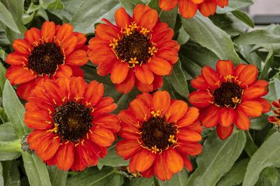 Image showing 10 in. Zinnia Flowering Hanging Basket, Assorted Colors