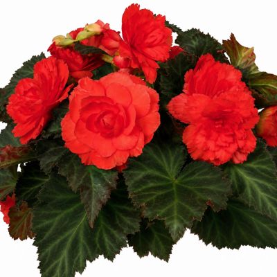 Image showing 10 in. I'conia Begonia Flowering Hanging Basket