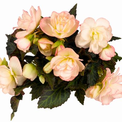 Image showing 10 in. I'conia Begonia Flowering Hanging Basket