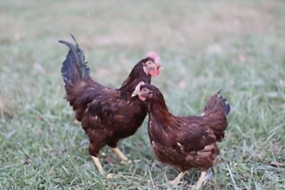 Hoover's Hatchery Live Rhode Island Red Chickens, 10 ct.