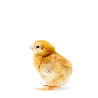 Image showing  Live Rhode Island Red Baby Chicks, 10 ct.