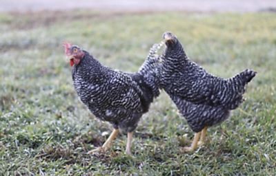 Hoover's Hatchery Live Barred Rock Chickens, 10 ct.