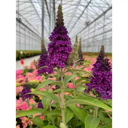 Bloomin' Easy Buddleia Jumbo Pint Birthday Cake Bushes